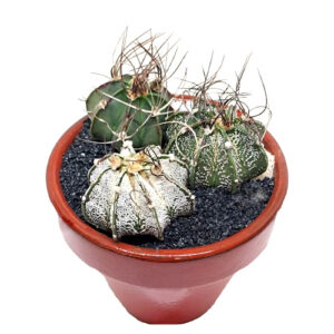 Astrophytum capricorne v. senile (green), Astrophytum capricorne v. minor, Astrophytum capricorne v. niveum (green speckled)