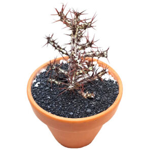 Euphorbia-aeruginosa-miniature-Saguaro