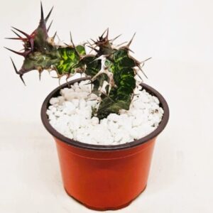 Euphorbia grandialata 'Candelabra Tree' (seedraised)