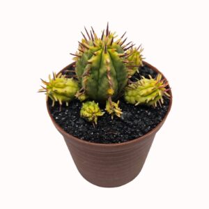 Euphorbia ferox cv. variegata (smaller size single body, bigger size as per image)