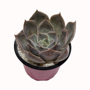 Echeveria 'Costa'