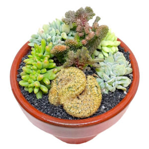 edum-pachyphyllum-cv.-crestata-S.-morganianum-cv.-crestata-Echeveria-runyonii-cv.-Irish-mint-crestata-E.-runyonii-Topsy-Turvey
