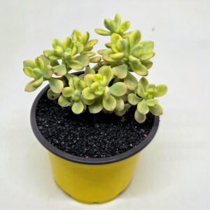 Echeveria 'Macdougalii Satang' cv. variegata