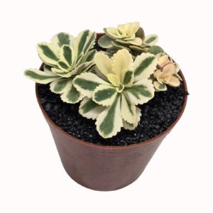 Sedum spurium cv. takesimense 'Atlantis' (Variegated cultivar from a UK creator)