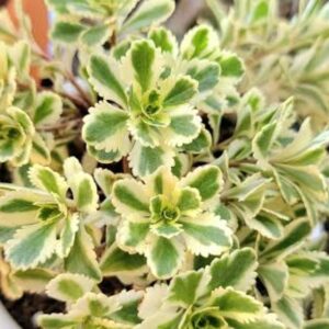 Sedum spurium cv. takesimense 'Atlantis' (Variegated cultivar from a UK creator)
