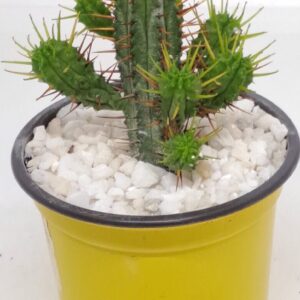 Euphorbia enopla cv. 'Yellow Spined' (seedraised mutation)