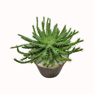 Euphorbia muirii 'Vingerpol' (seed raised) larger size as per image, smaller size as per smaller image