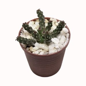 Euphorbia inermis 'green Crown/Medusa's Head'