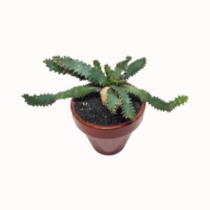 Euphorbia stellata (seedraised)