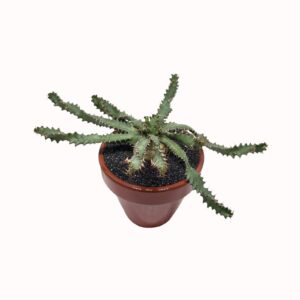 Euphorbia squarrosa 'three-angled stem' (seedraised)