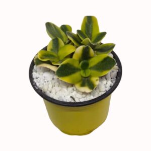 Crassula multicava cv. variegata 'Variegated Fairy Crassula'