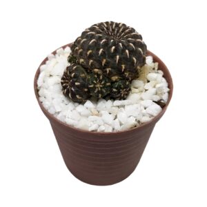Sulcorebutia heinzii