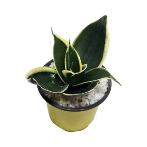 Sansevieria trifasciata 'Jade Pagoda'