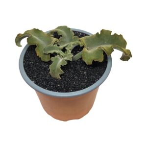Kalanchoe beharensis cv. 'Maltese Cross'