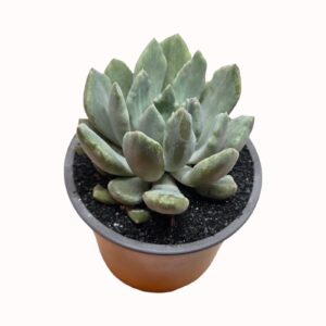 Echeveria 'Machete'