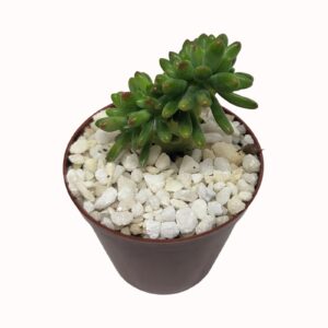 Sedum pachyphyllum cv. cristatum