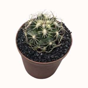 Coryphantha retusa (seedraised)