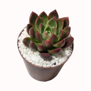 Echeveria agavoides x E. 'Gilva Red'