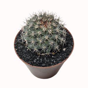 Mammillaria grusonii (solitary, spherical cactus) seedraised