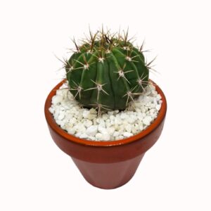 Echinopsis rhodatricha 'Easter Lily Cactus' seedraised