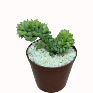 Sedum morganianum cv. crestatum