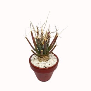 Leuchtenbergia principis 'Agave Cactus/Prism Cactus'