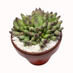 Adromiscus marianiae