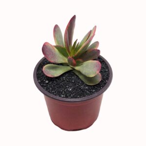 Crassula platyphylla cv. variegata