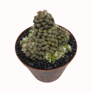 Anacampceros tomentosa subsp. namaquensis