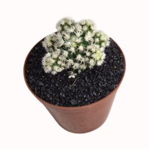 Mammillaria gracilis cv. 'Arizona Snowcap' (Mammillaria vetula subs. gracilis)