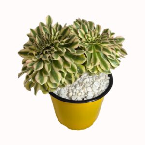 Aeonium x hybridium cv. variegata crestata (tufted) mutation