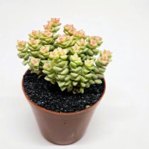 Crassula rupestris cv. 'Tom Thumb' "Pastel/Variegated"