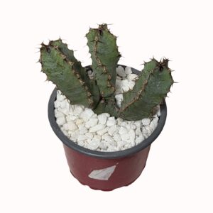 Euphorbia coerulescence (seedraised)