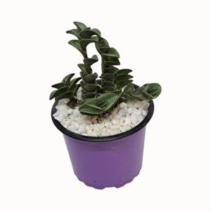 Tradescantia navicularis syn. Callisia navicularis