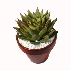 Echeveria agavoides cv. 'Lipstick'
