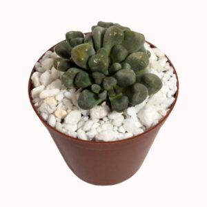 Aloinopsis schooneesii syn. Nananthus schooneesii (seedraised)