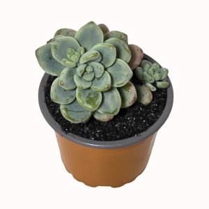 Sedum clavatum