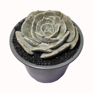Echeveria cv. 'Pollux'