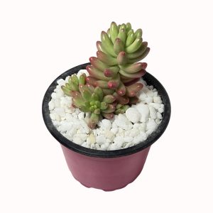 Sedum x rubrotinctum