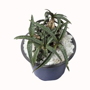 Ledebouria socialis var. minor
