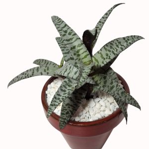 Ledebouria socialis