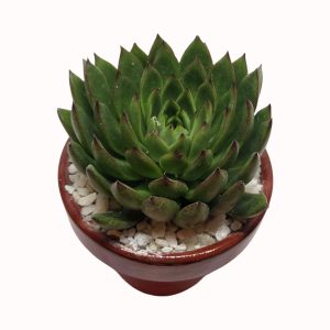 Echeveria agavoides cv. "Red Tips"