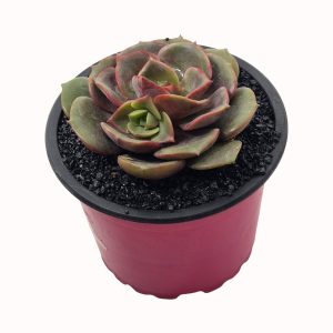 Echeveria cv. 'Vampire Red Ball'
