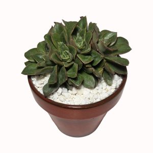 Echeveria cv. 'Salsa Verde' 'four-headed'