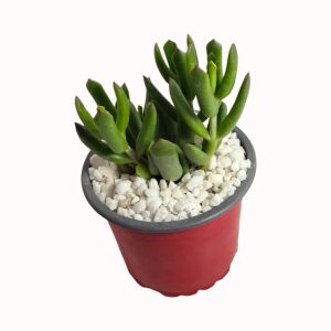 Cotyledon orbiculata cv. flanaganii