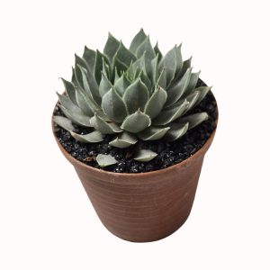 Sempervivum tectorum cv. 'Grape Tone'