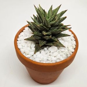 Haworthiopsis tortuosa f. variegata (Formerly Haworthia)