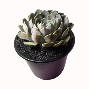 Echeveria cv. 'Merriman'