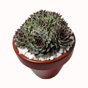 Sempervivum caucasicum